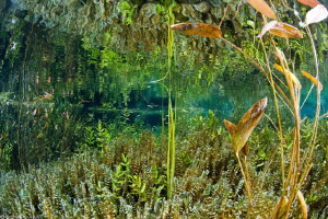 freshwater reflections by Mathieu Foulquié 
